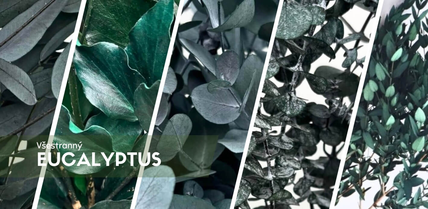 Všestranný Eucalyptus